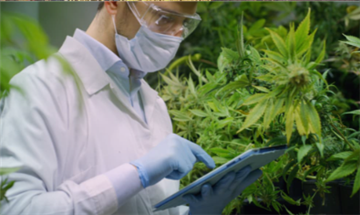 Egy új tanulmány feltárja, hogyan akadályozza meg a CBD a THC negatív mellékh...